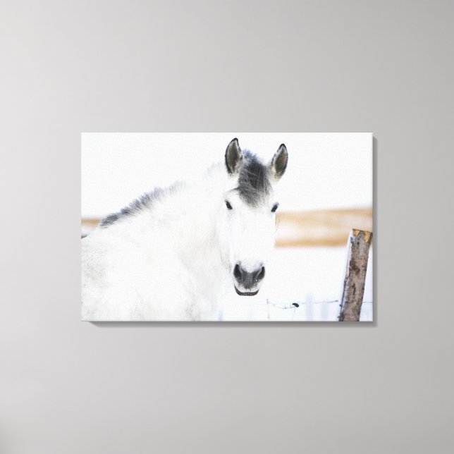 Lienzo retrato de caballo blanco (Anverso)