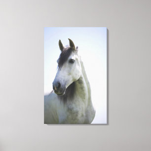 Lienzo retrato de caballo blanco 3