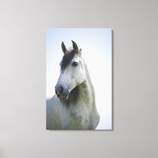 Lienzo retrato de caballo blanco 3 (Anverso)
