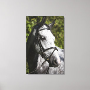 Lienzo retrato de caballo blanco 4