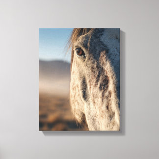 Lienzo Retrato de caballo blanco al amanecer en primer pl