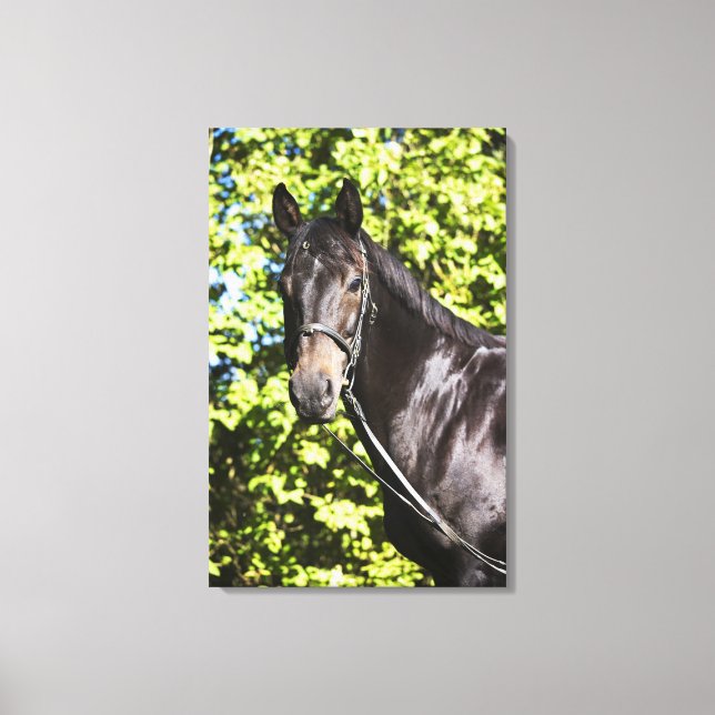 Lienzo retrato de caballo marrón 2 (Anverso)