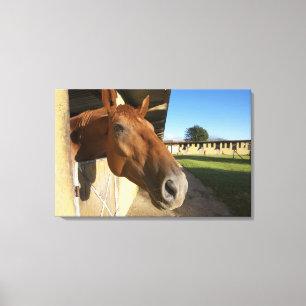 Lienzo Retrato de caballo, Swazilandia, Sudáfrica