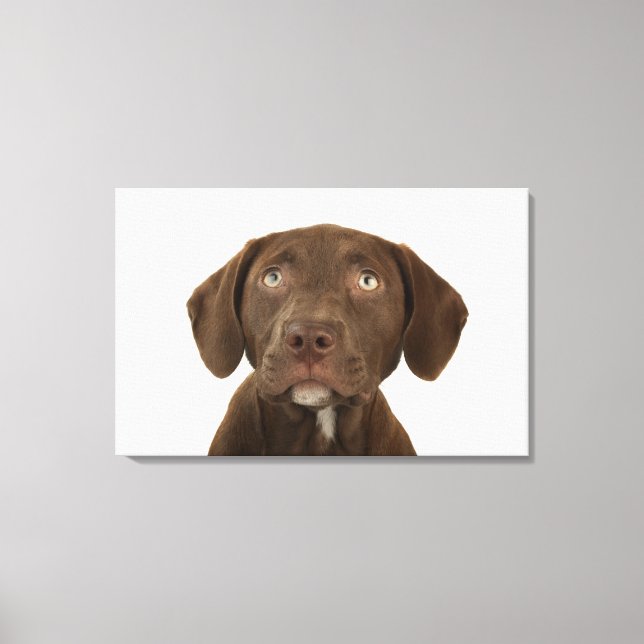 Lienzo Retrato de cachorro de laboratorio de chocolate de (Anverso)