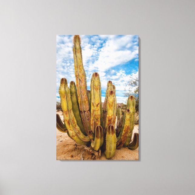 Lienzo retrato de Cactus Hombre Viejo, México (Anverso)