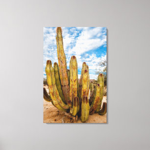 Lienzo retrato de Cactus Hombre Viejo, México