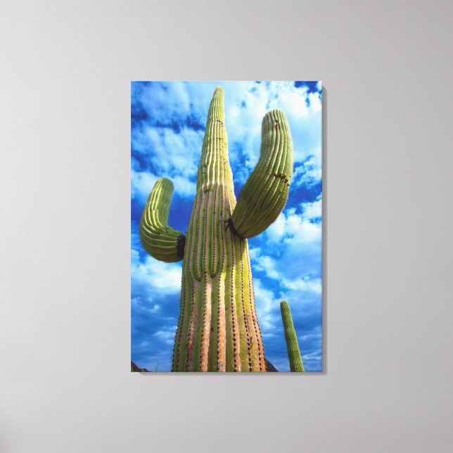 Lienzo retrato de cactus Saguaro, Arizona (Anverso)