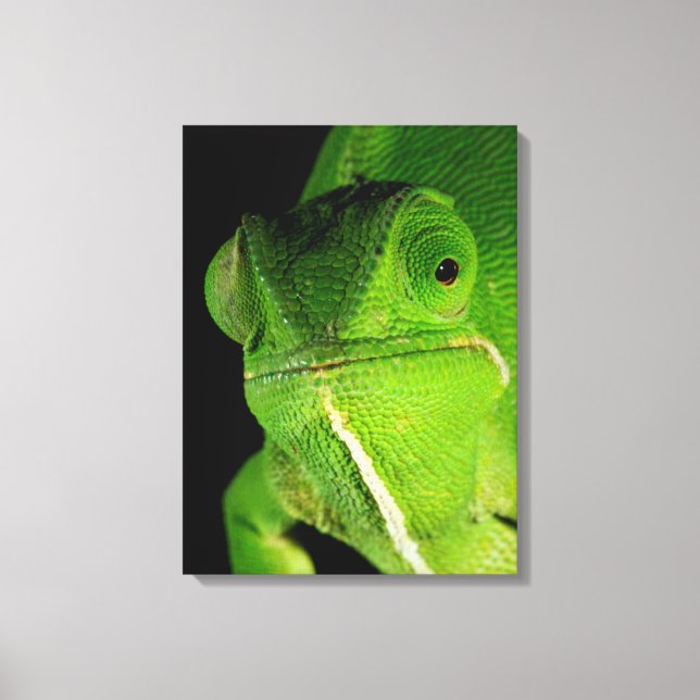 Lienzo Retrato De Chameleon Con Cuello Flap (Anverso)