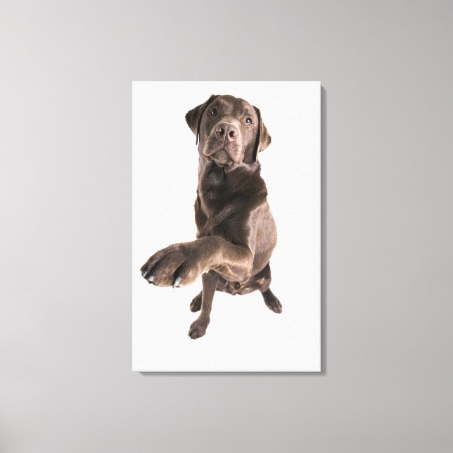 Lienzo Retrato de estudio de Chocolate Labrador (Anverso)