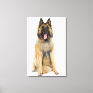 Lienzo Retrato de estudio de perro pastor belga
