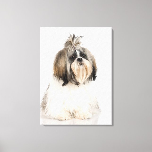 Lienzo Retrato de estudio de Shih Tzu (Anverso)