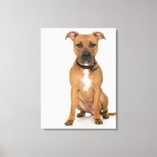 Lienzo Retrato de estudio del cachorro de pit americano 3