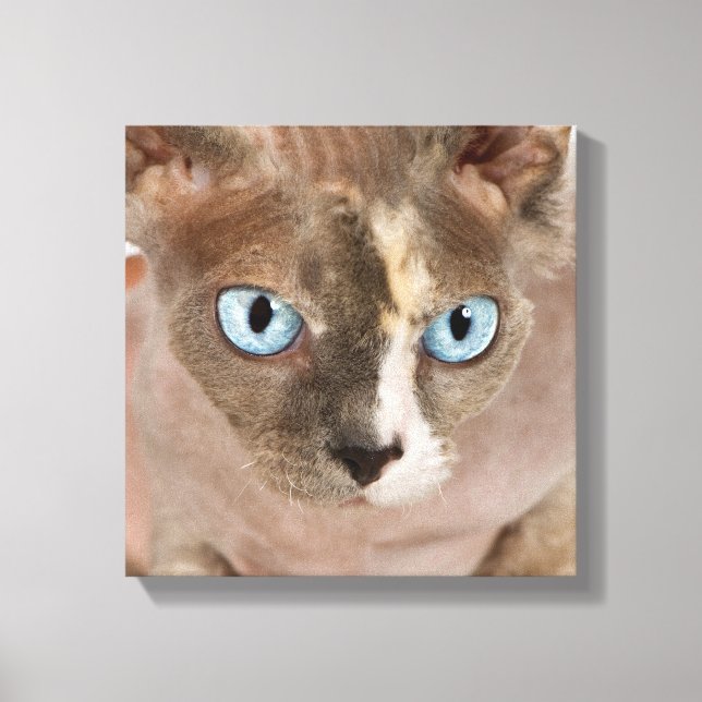 Lienzo Retrato de estudio del gato Sphynx (Anverso)