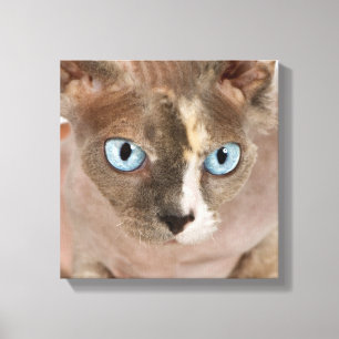 Lienzo Retrato de estudio del gato Sphynx