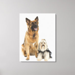Lienzo Retrato de estudio del pastor belga y Shih Tzu