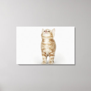 Lienzo Retrato de gatito mirando hacia arriba