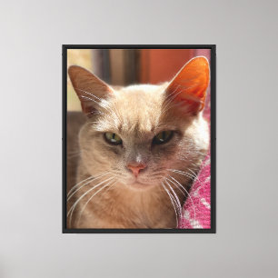 Lienzo Retrato de gato atigrado crema con ojos verdes jen