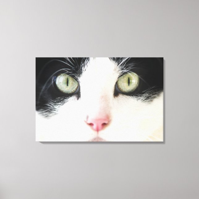 Lienzo Retrato de gato doméstico (Anverso)