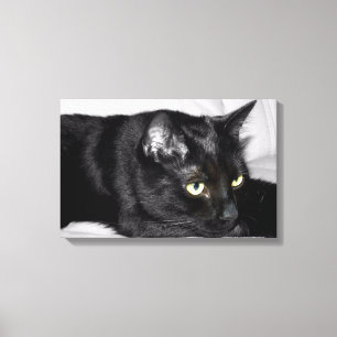 Lienzo Retrato de gato negro lindo