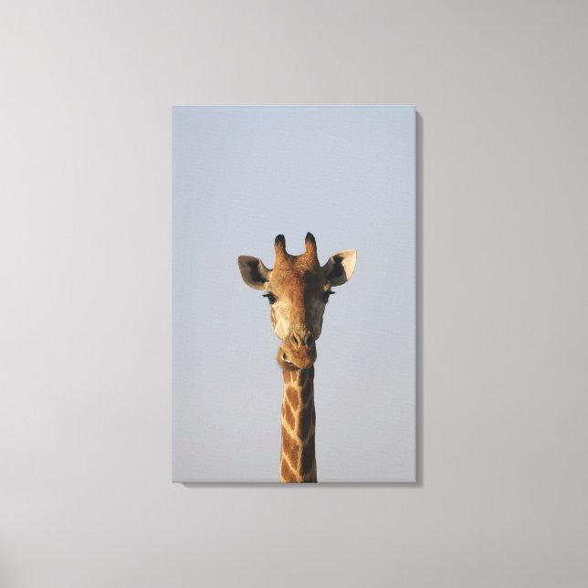 Lienzo Retrato de Giraffe (camelopardalis de Giraffa), (Anverso)