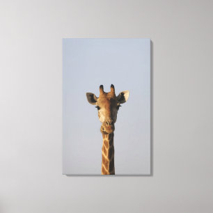Lienzo Retrato de la jirafa (camelopardalis del Giraffa),