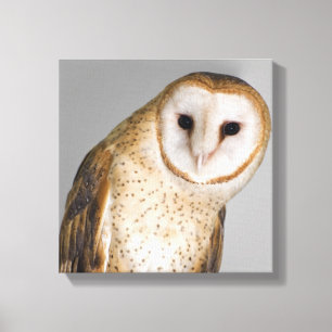 Lienzo Retrato de la lechuza común (Tyto alba).