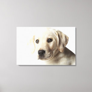 Lienzo Retrato de la lechuza del Labrador rubio