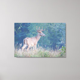 Lienzo Retrato de la naturaleza de Whitetail Buck