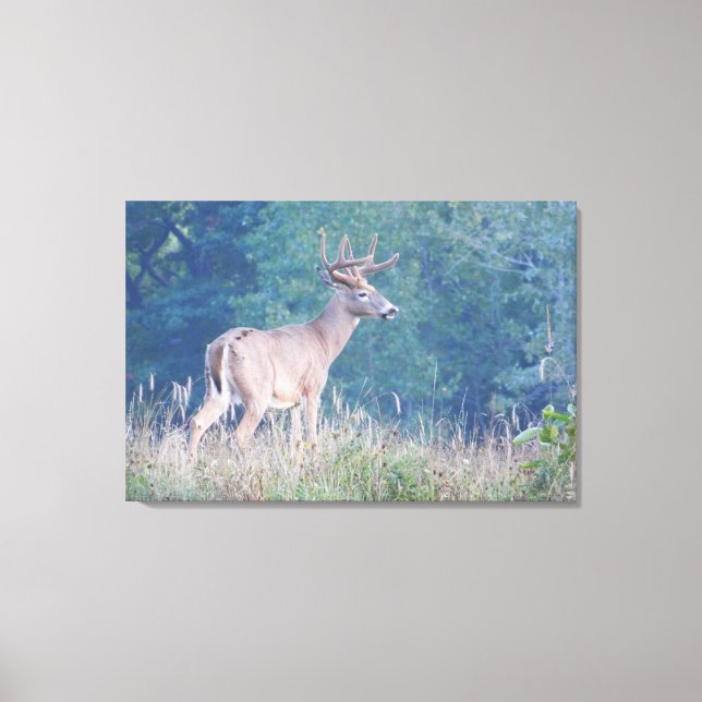 Lienzo Retrato de la naturaleza de Whitetail Buck (Anverso)
