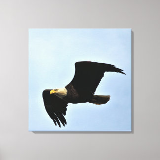 Lienzo Retrato de la naturaleza del águila calva