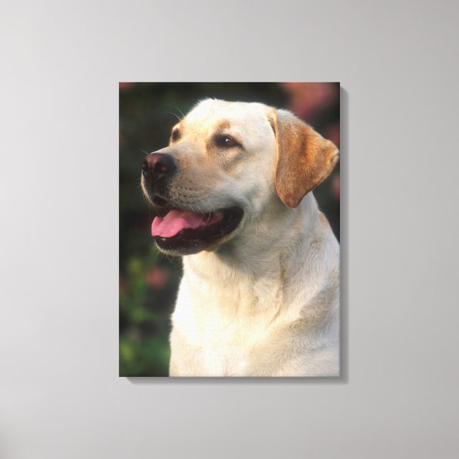 Lienzo retrato de Labrador Retriever, Hilton (Anverso)