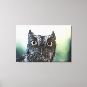 Lienzo Retrato de Lechuza Griega Oriental Que Muestra Ojo