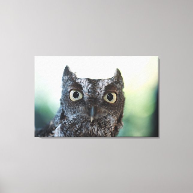 Lienzo Retrato de Lechuza Griega Oriental Que Muestra Ojo (Anverso)