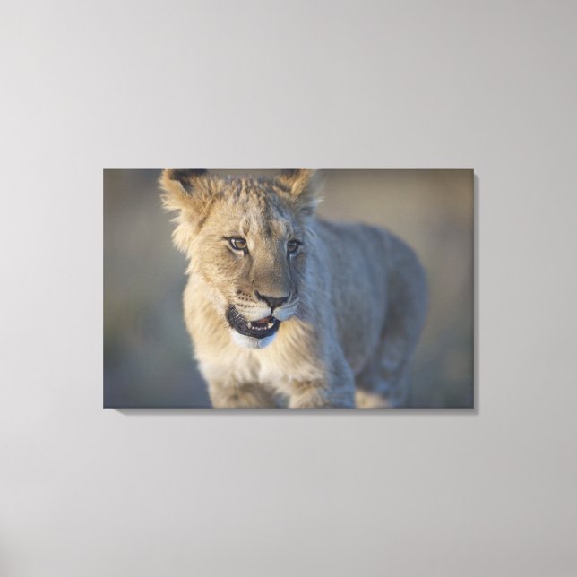 Lienzo Retrato de Lion Cub (Panthera Leo), Namibia (Anverso)