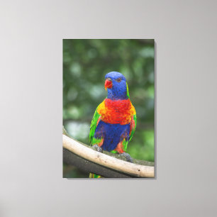 Lienzo Retrato de Lorikeet Arcoíris