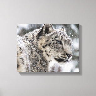 Lienzo Retrato de Nieve Leopardo de Nieve