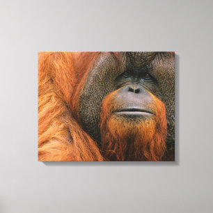 Lienzo Retrato de Orangután macho, Georgia, EE. UU.