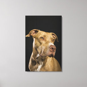 Lienzo Retrato de pitbull de nariz roja con negro