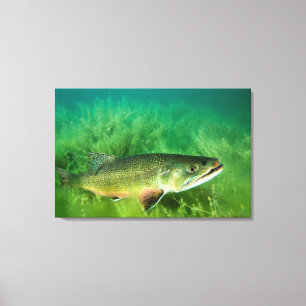 Lienzo Retrato de trucha de lago, lago Emerald, Montana