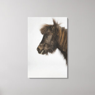 Lienzo retrato de un caballo