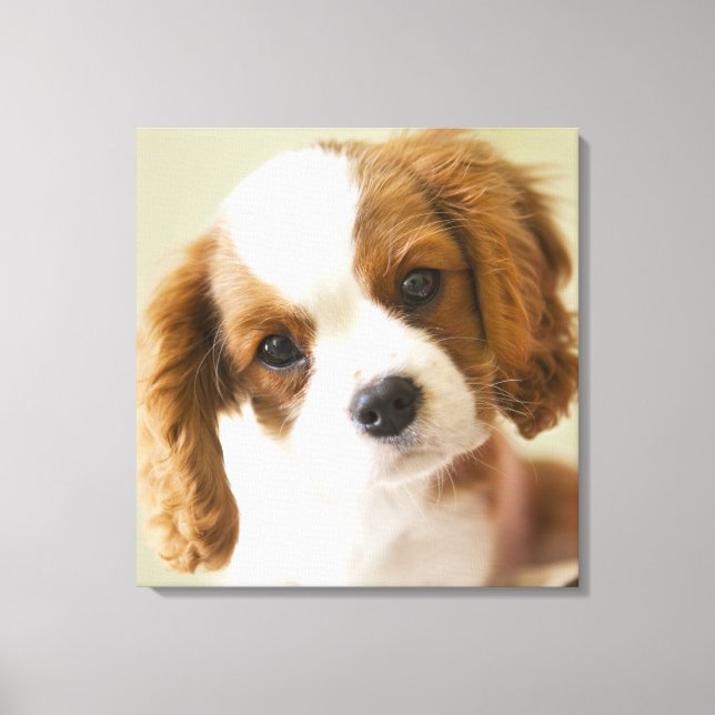 Lienzo Retrato de un cachorro del rey Carlos Español. (Anverso)