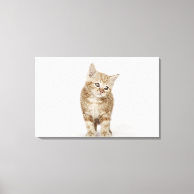 Lienzo Retrato de un gatito (Anverso)