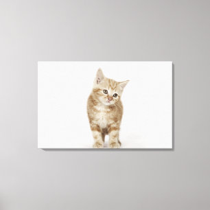 Lienzo Retrato de un gatito