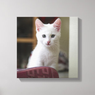 Lienzo Retrato de un gatito blanco, Suecia