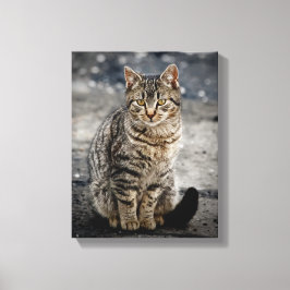 Lienzo Retrato de un gato