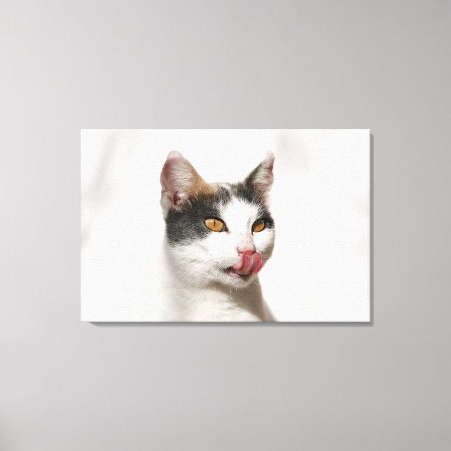 Lienzo Retrato de un gato blanco lamiendo (Anverso)