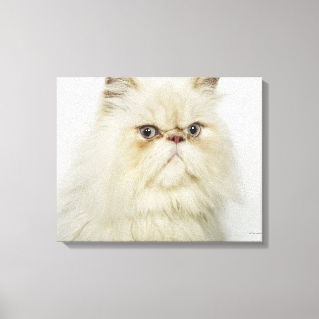 Lienzo Retrato de un gato persa (Anverso)