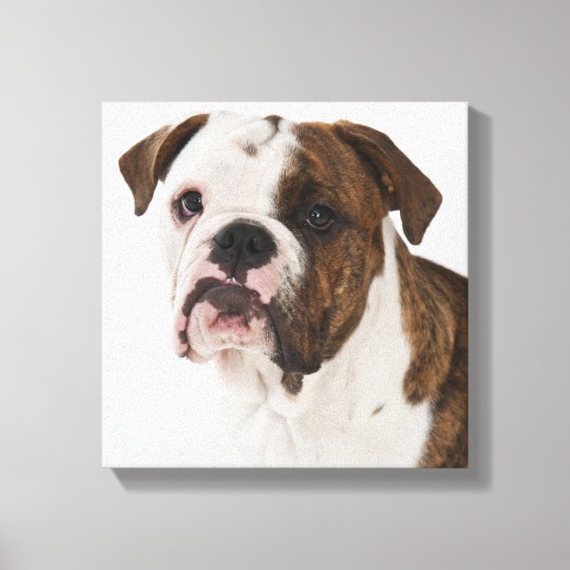 Lienzo Retrato de un lindo Bulldog de cachorro (Anverso)