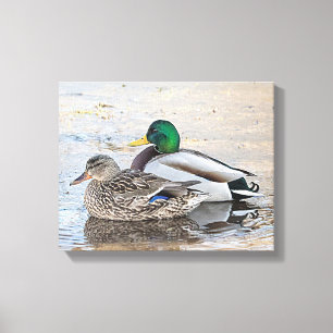 Lienzo Retrato de un mallard masculino y femenino