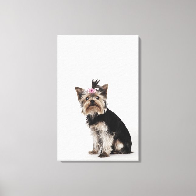 Lienzo Retrato de un perro de Yorkshire Terrier (Anverso)
